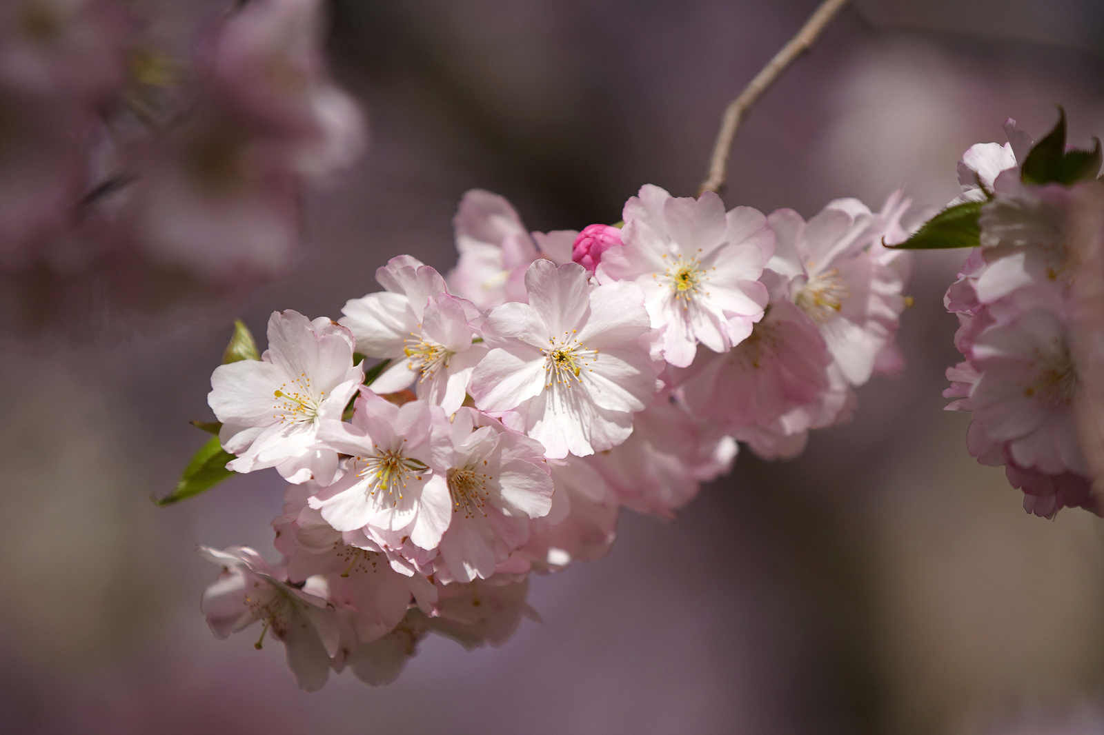 Pretty in pink